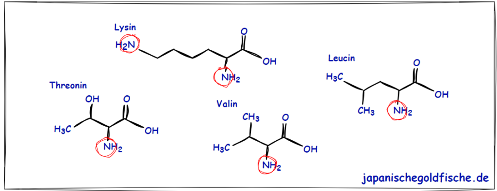 Aminosäuren, Lysin, Leucin, Threonin, Valin