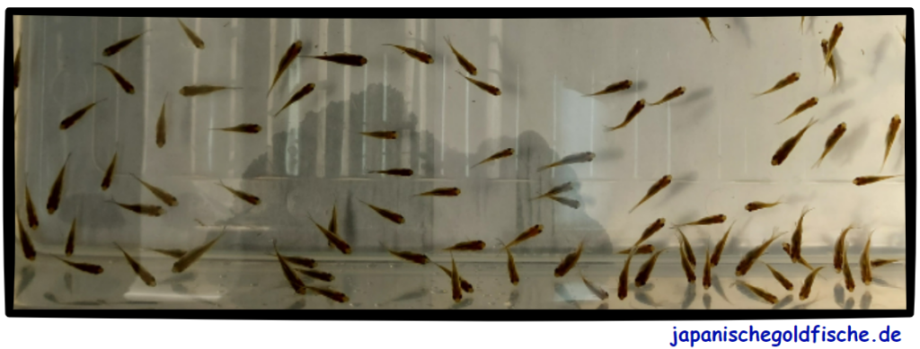 Jungfische mit grauer Farbe