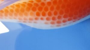 Fisch mit ersten Anzeichen für Farbverlust