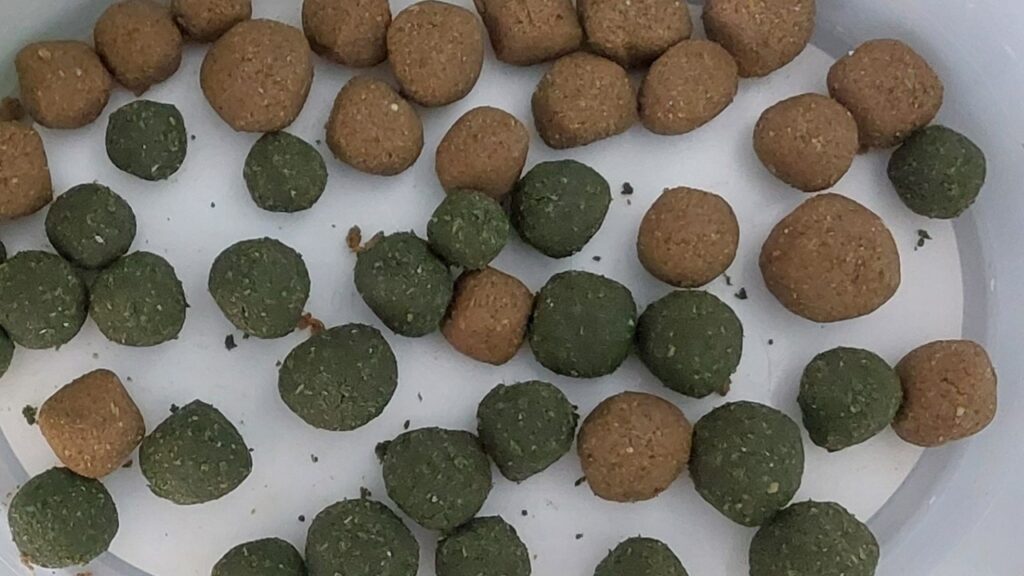 Junge Goldfische füttern: Fischmehlboilies