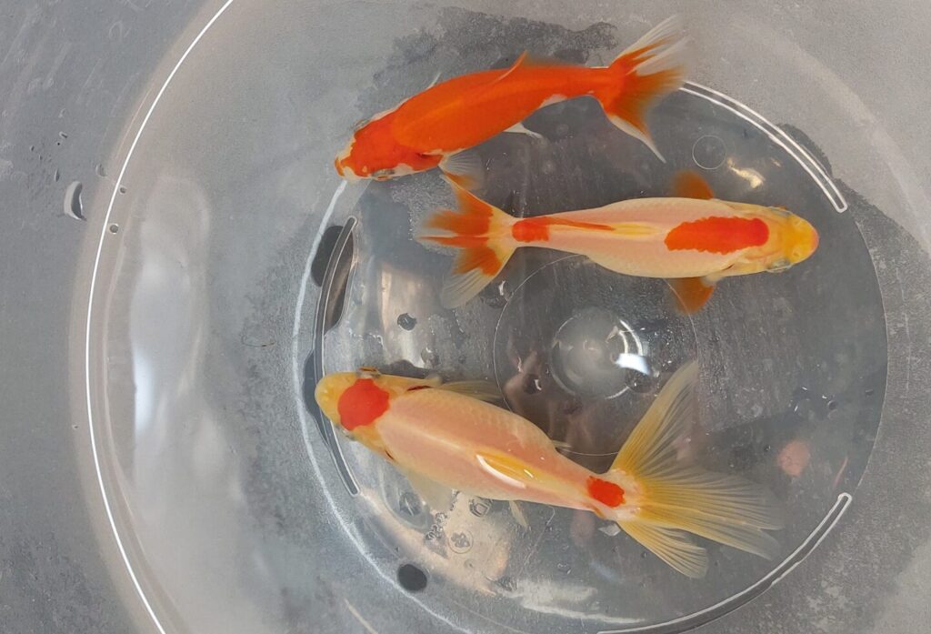 Wakin Goldfisch: Junge Wakin