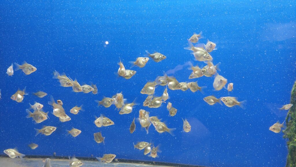 Goldfisch Mythen: Junge Tamasaba