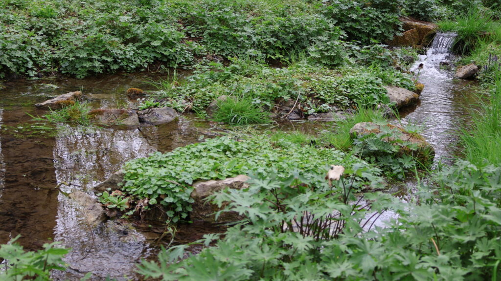 Kleiner Bach im Kurpark Bad Mergentheim