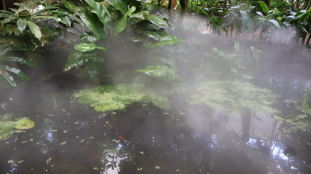 Teich_Tropenhaus