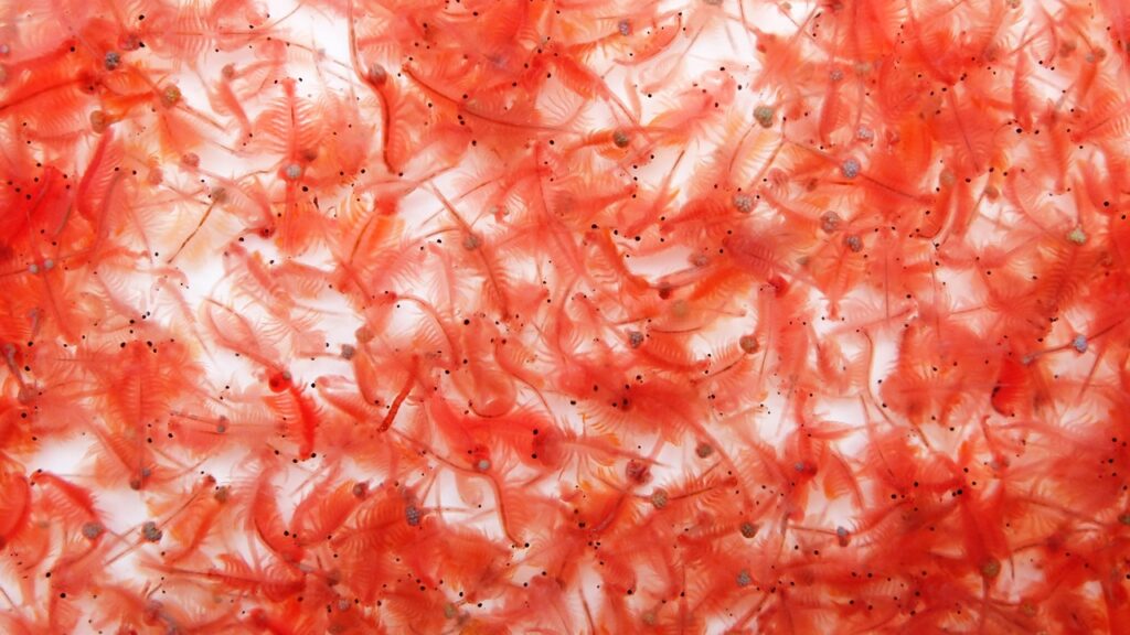 Vorschau_Artemia