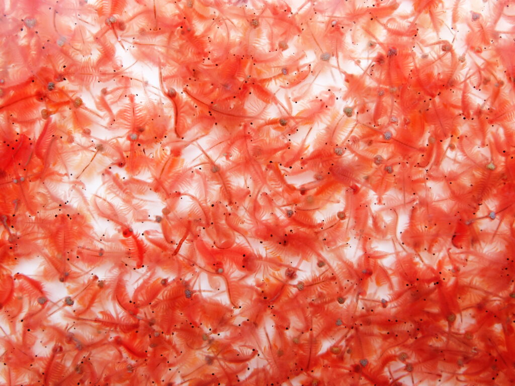Artemia_gross