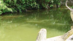 Vorschaubild: Algen im Gartenteich