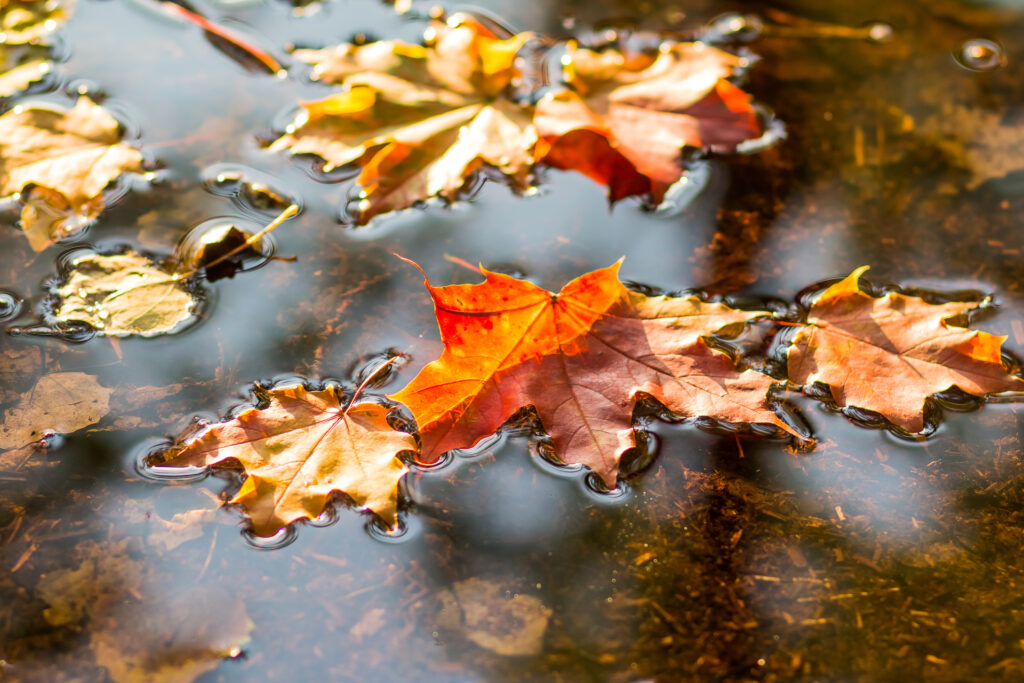 Gartenteich im Herbst: Laub auf Wasser