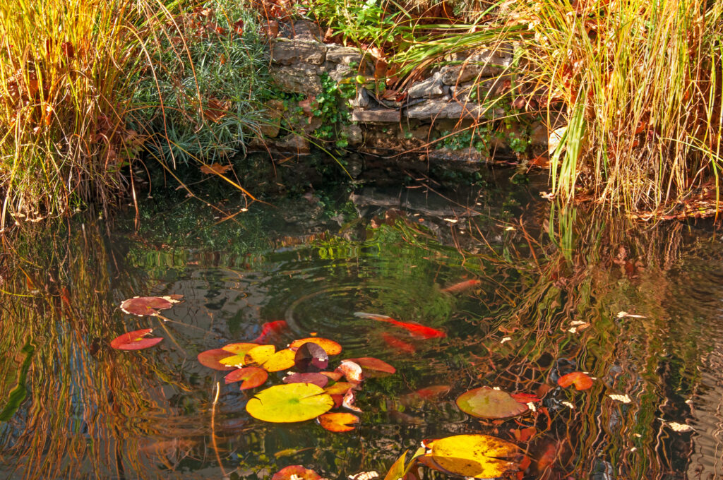 Gartenteich im Herbst
