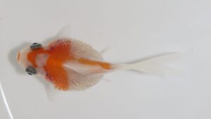 Vorschaubild: Bauchwassersucht