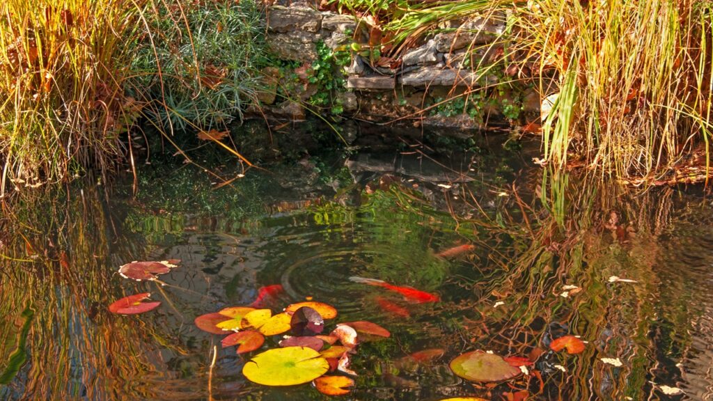 Vorschaubild: Gartenteich im Herbst