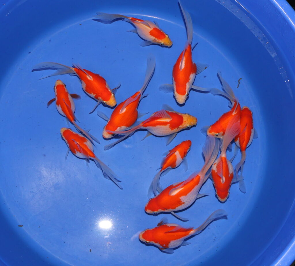 Tamasaba Nachzucht 2025 Dezember