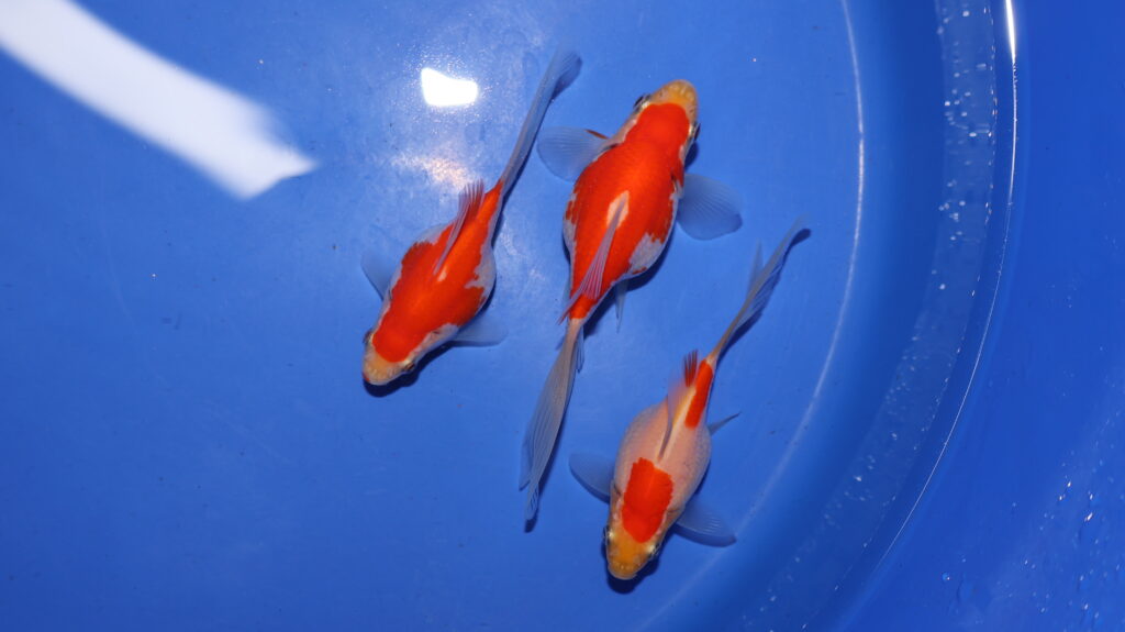 Tamasaba Nachzucht 2025 vor der Winterruhe