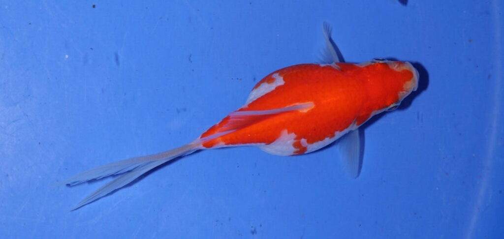 Tamasaba Nachzucht 2025 vor der Winterruhe: Einzelfisch 2