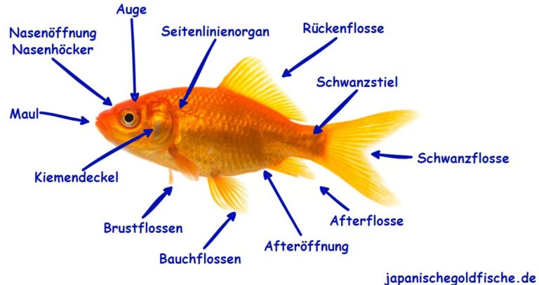 Körperteile des Goldfisches