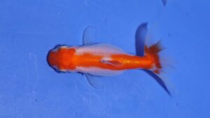 Gesundheitliche Selekion: Fehlstellung Schwanzflosse