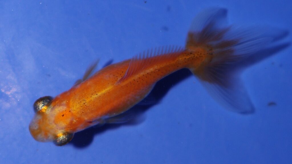 Gesundheitliche Selekion: Unterschiedliche Augen