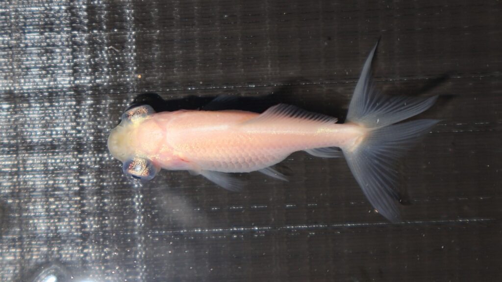 Gesundheitliche Selekion: Zu große Augen