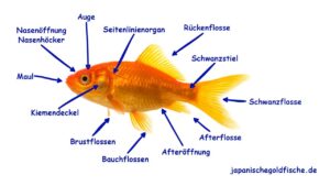 Vorschaubild Körperteile des Goldfisches