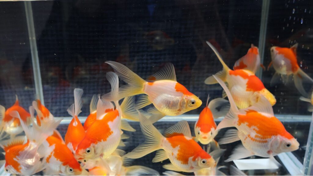 Vorschaubild: Tamasab Nachzucht 2025 vor der Winterruhe