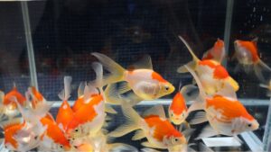 Vorschaubild: Tamasab Nachzucht 2025 vor der Winterruhe