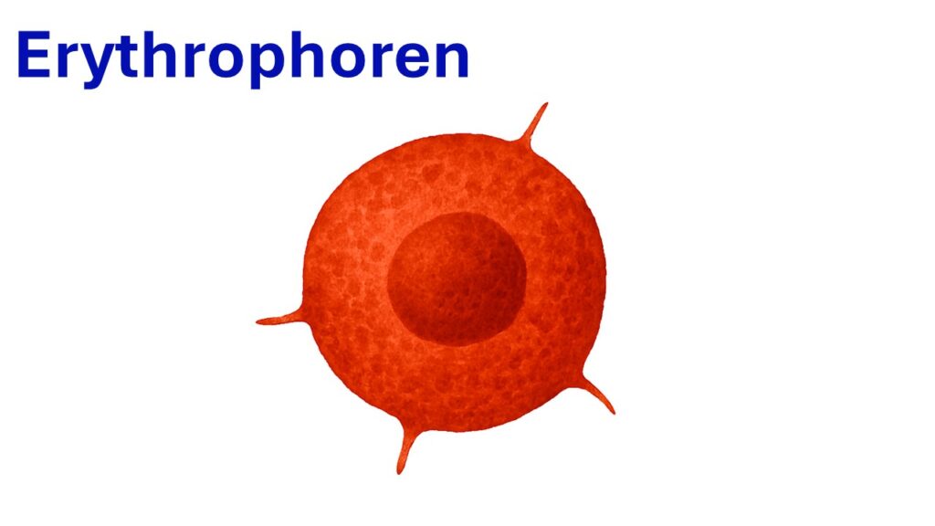 Vorschaubild Erythrophoren