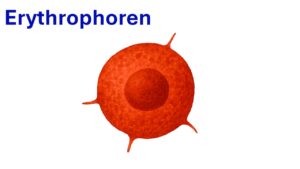Vorschaubild Erythrophoren