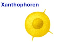 Vorschaubild Xanthophoren