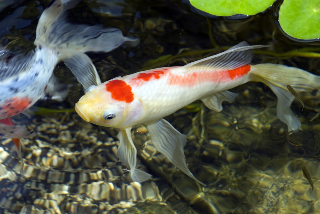 Sarasa Goldfisch Draufsicht