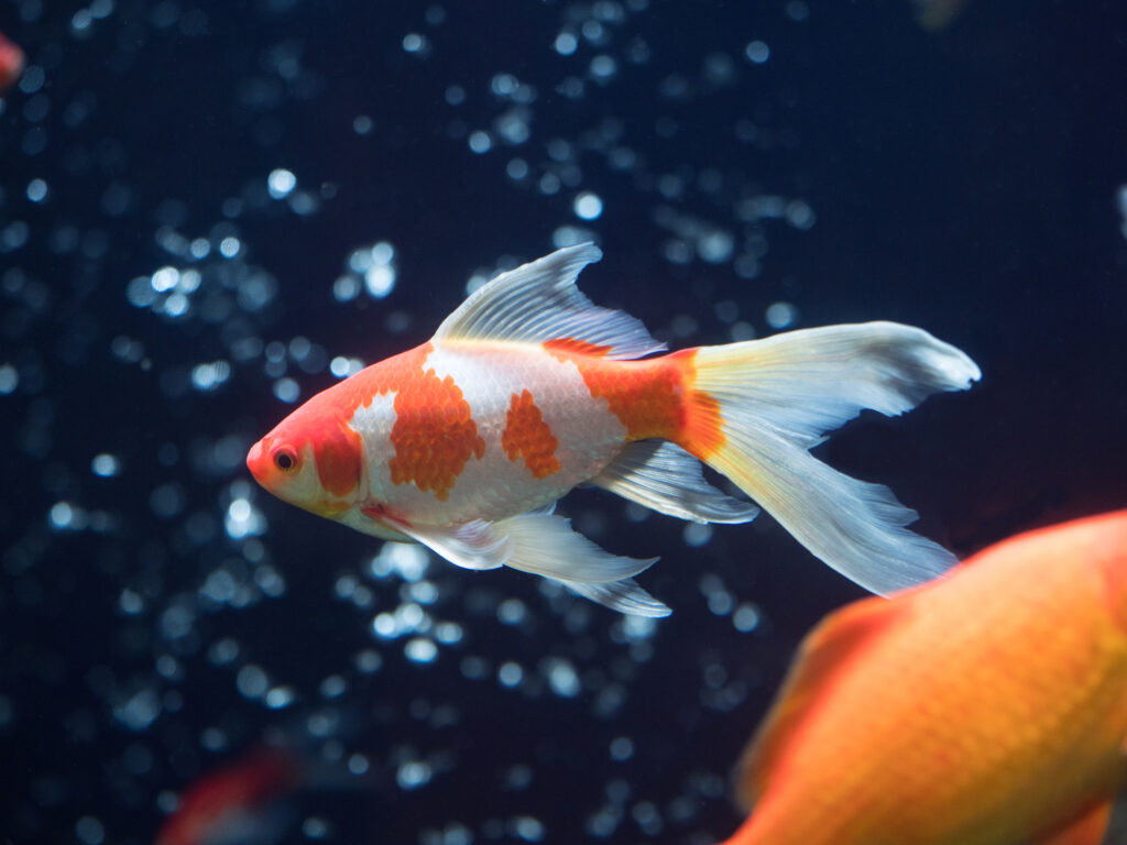 Sarasa Goldfisch (groß) Seitenansicht