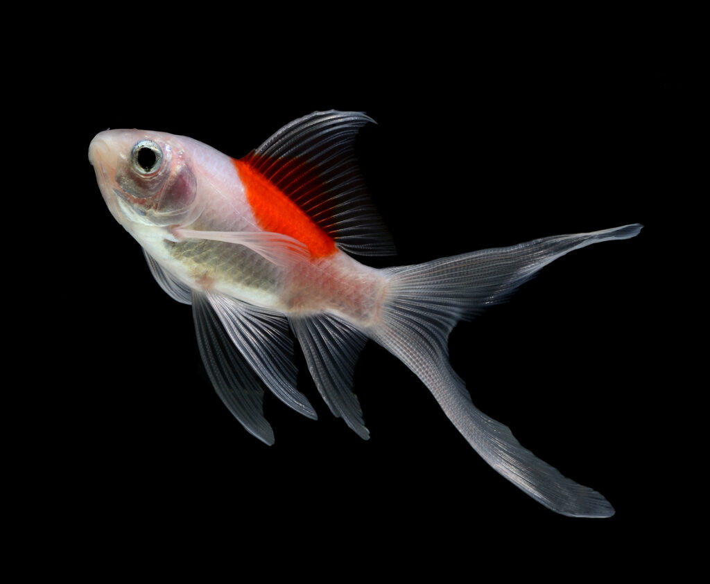 Sarasa Goldfisch (klein) Seitenansicht