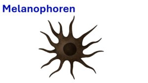 Vorschaubild Melanophoren