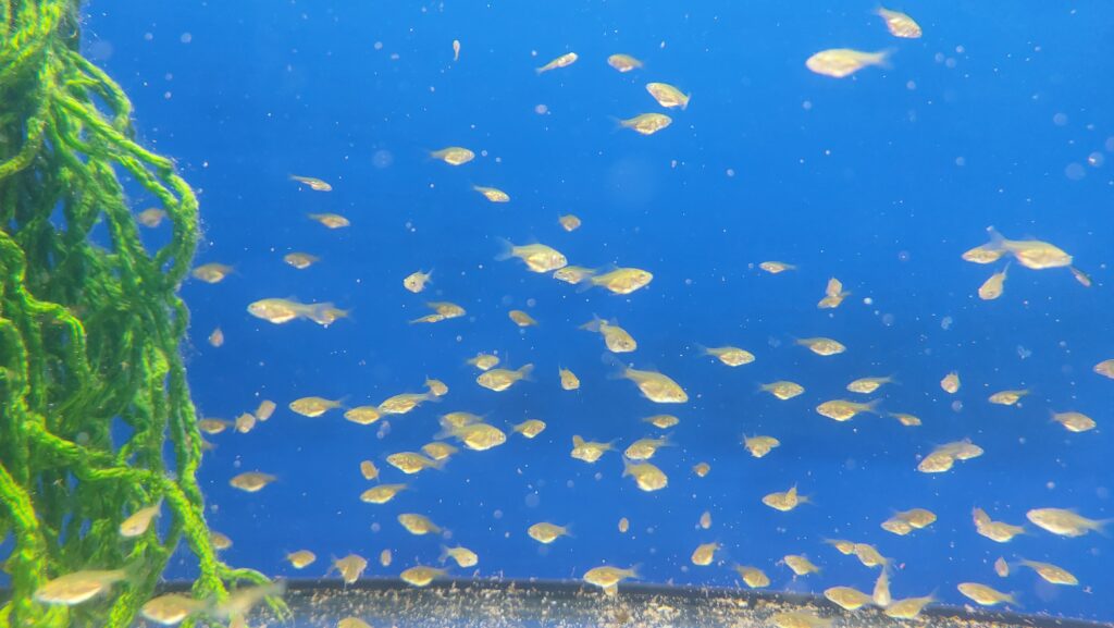 Aufzuchtaquarium mit Jungfischen