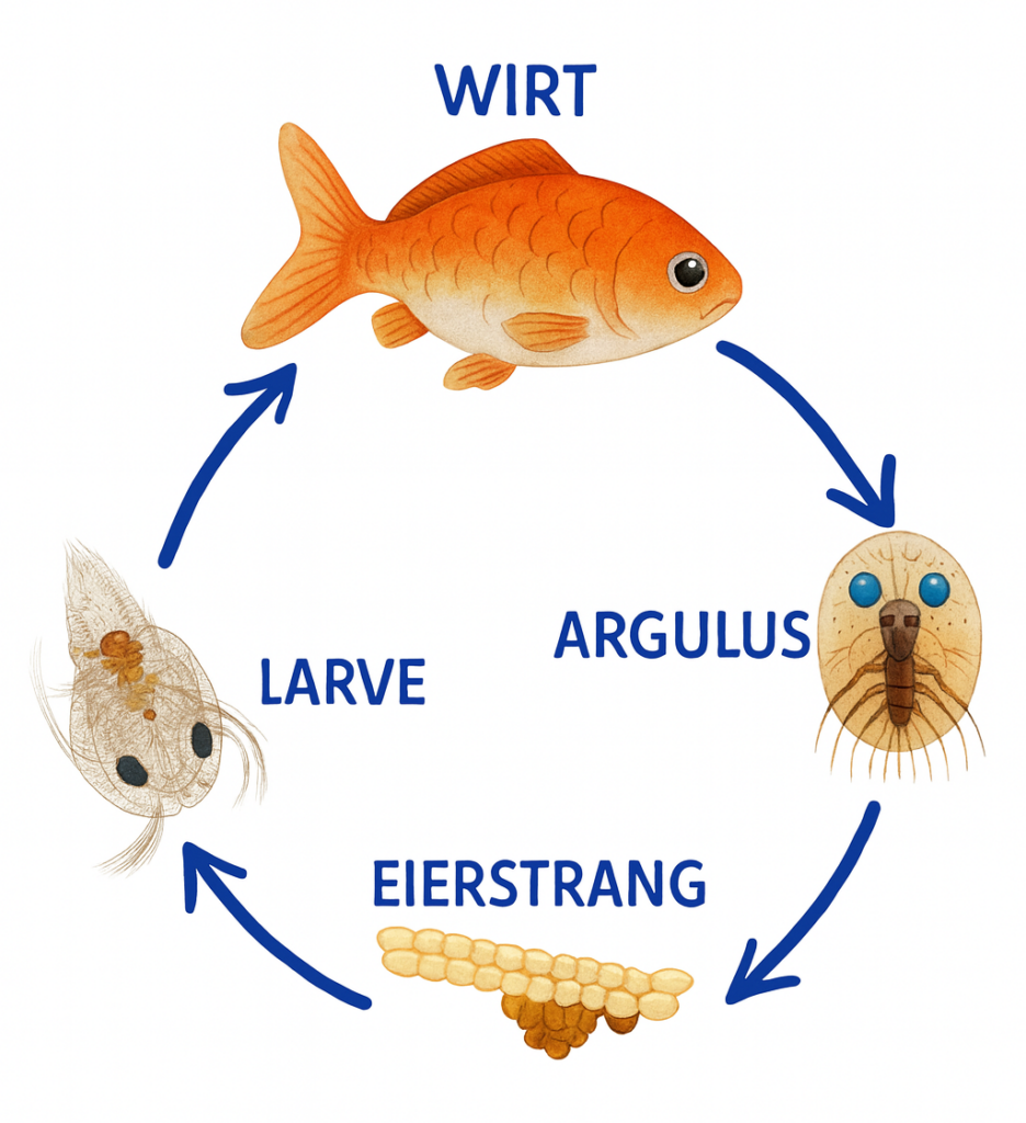 Lebenszyklus Karpfenlaus